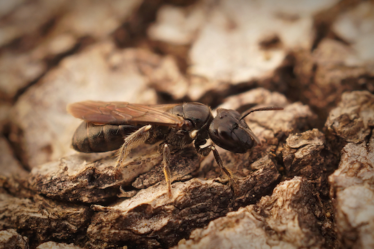 Technician plugging carpenter bee holes on a log wall and inspecting for powderpost beetles