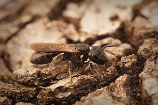 Technician plugging carpenter bee holes on a log wall and inspecting for powderpost beetles