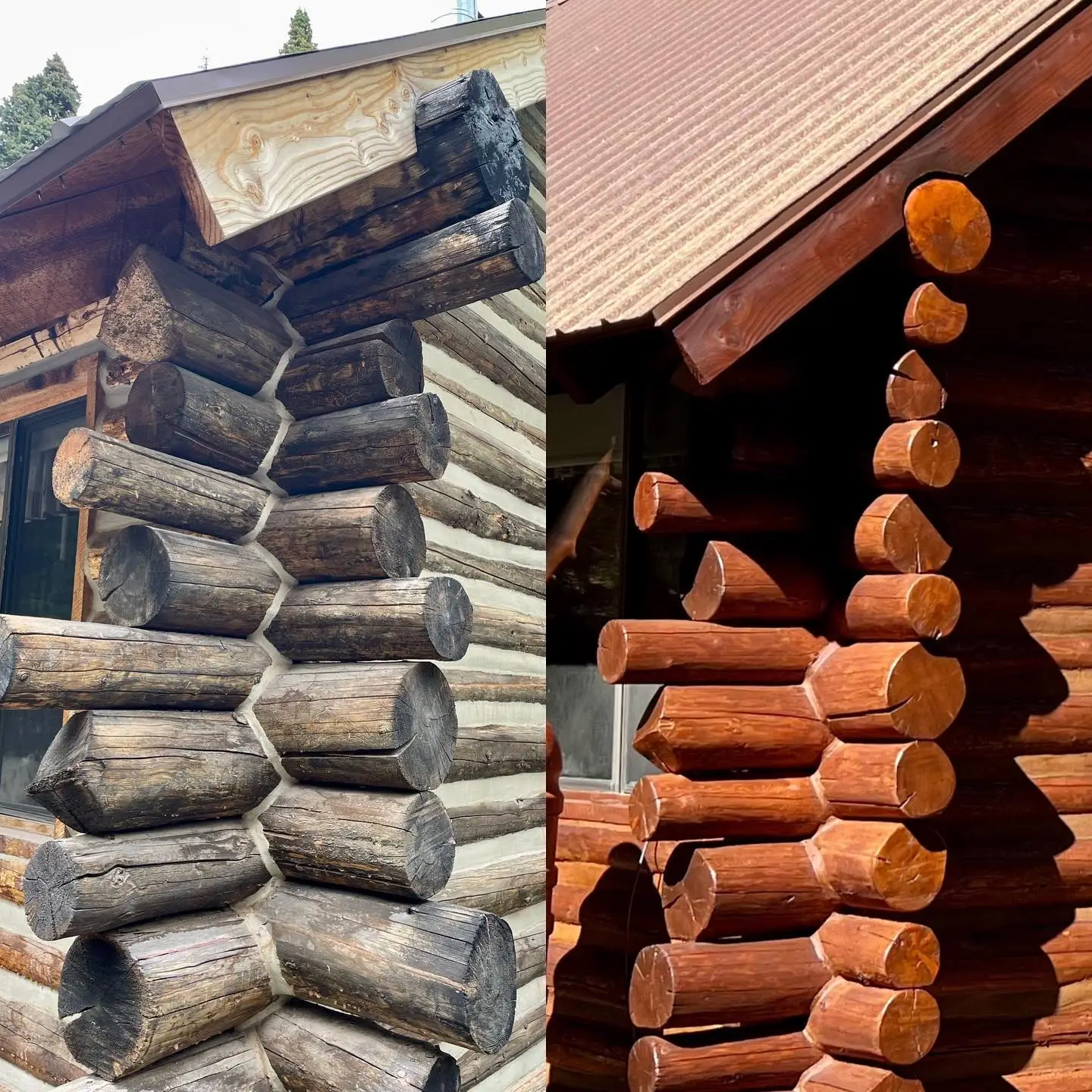 Log rot repair with decay removal, Dutchman patch, scarf joint, and selective epoxy consolidation